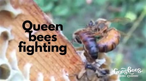 Queen Bee: A Quirky Fighting Game for Honey-Loving Brawlers!